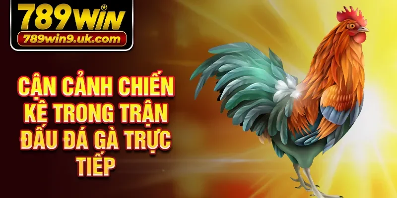 Cận cảnh chiến kê trong trận đấu đá gà trực tiếp