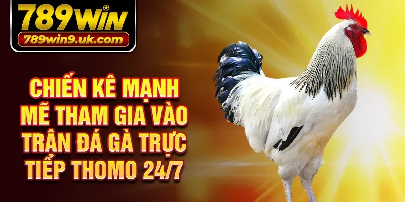 Chiến kê mạnh mẽ tham gia vào trận đá gà trực tiếp Thomo 24/7