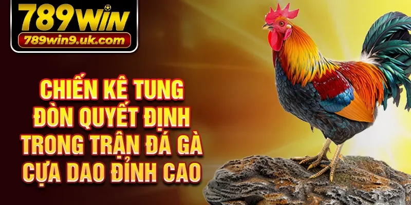 Chiến kê tung đòn quyết định trong trận đá gà cựa dao đỉnh cao