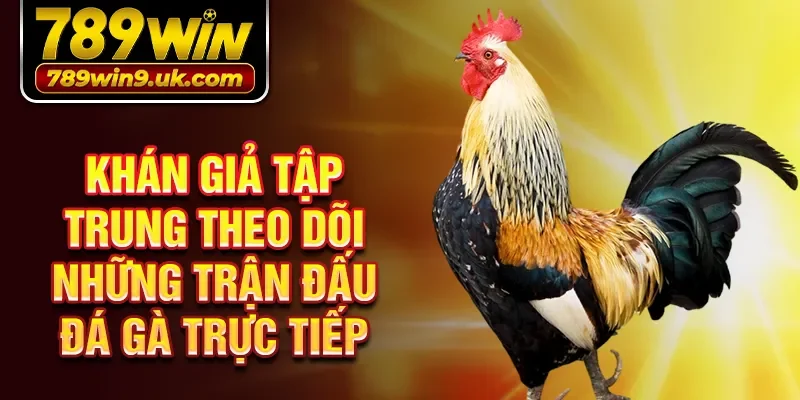 Khán giả tập trung theo dõi những trận đấu đá gà trực tiếp