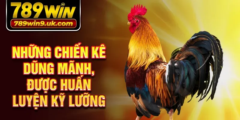 Những chiến kê dũng mãnh, được huấn luyện kỹ lưỡng
