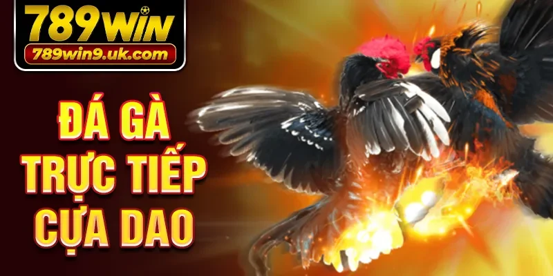 đá gà trực tiếp cựa dao