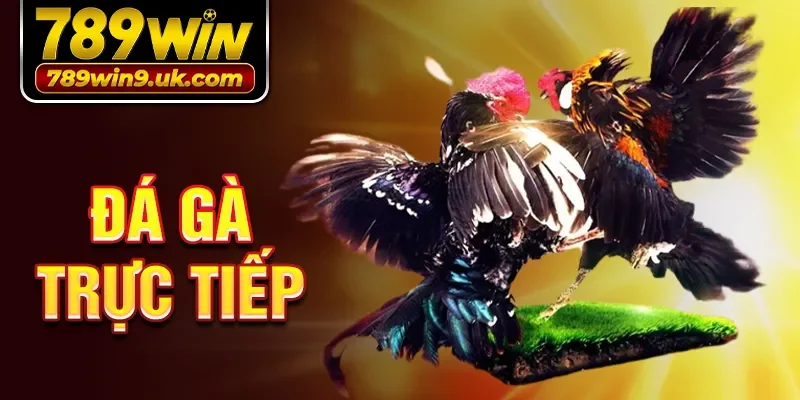 đá gà trực tiếp